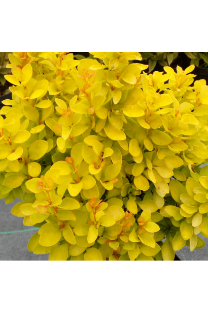 Яскраве літнє забарвлення барбариса Тунберга Саммер Сансет.